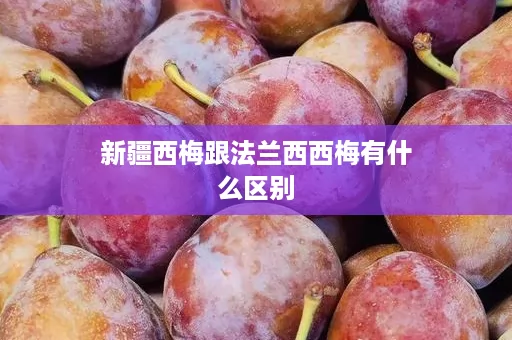 新疆西梅跟法兰西西梅有什么区别