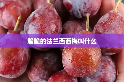 脆脆的法兰西西梅叫什么