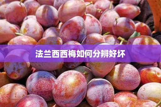 法兰西西梅如何分辨好坏