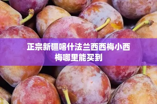 正宗新疆喀什法兰西西梅小西梅哪里能买到