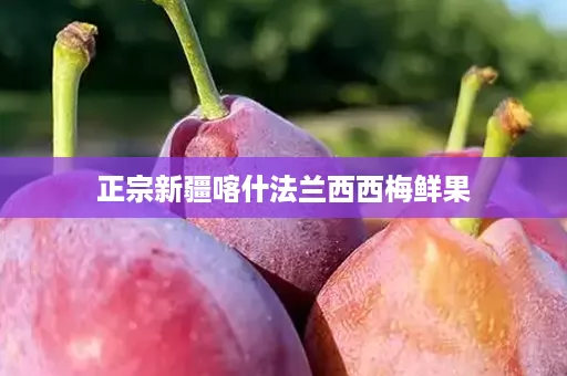正宗新疆喀什法兰西西梅鲜果 正宗新疆喀什法兰西西梅鲜果