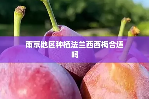 南京地区种植法兰西西梅合适吗