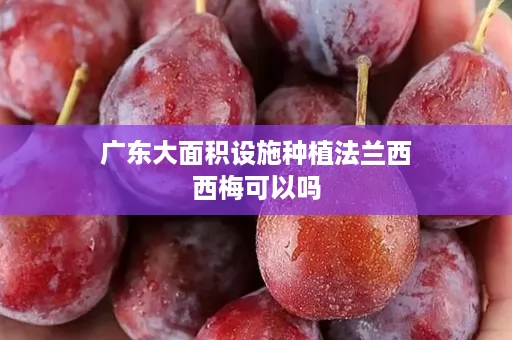 广东大面积设施种植法兰西西梅可以吗