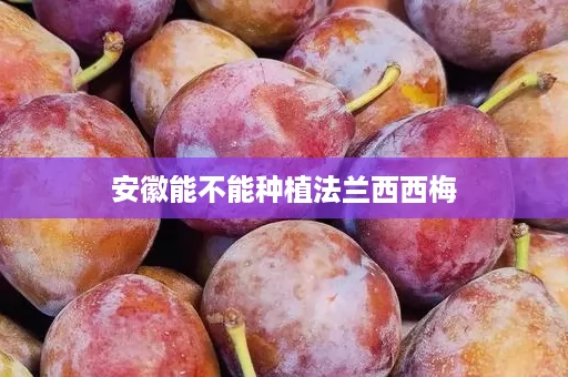 安徽能不能种植法兰西西梅