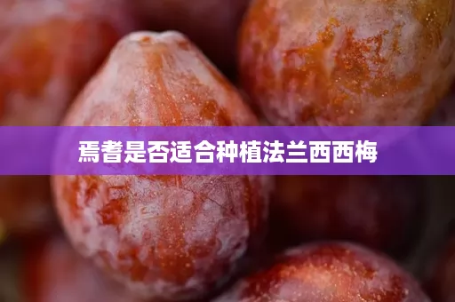 焉耆是否适合种植法兰西西梅