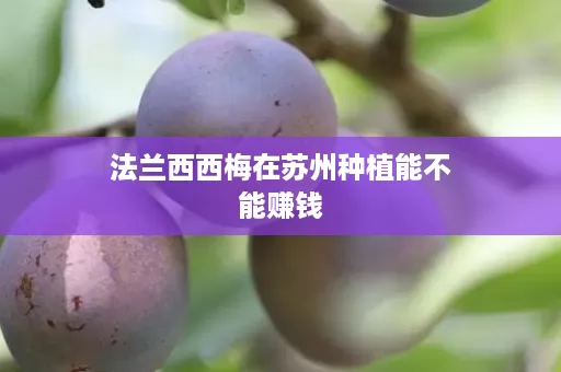 法兰西西梅在苏州种植能不能赚钱