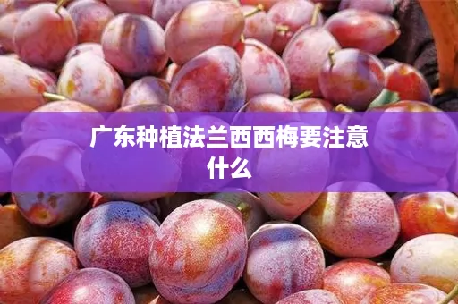 广东种植法兰西西梅要注意什么 广东种植法兰西西梅要注意什么