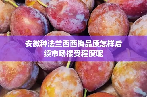 安徽种法兰西西梅品质怎样后续市场接受程度呢