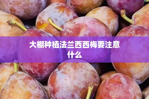 大棚种植法兰西西梅要注意什么 大棚种植法兰西西梅要注意什么