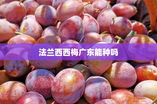 法兰西西梅广东能种吗 法兰西西梅广东能种吗