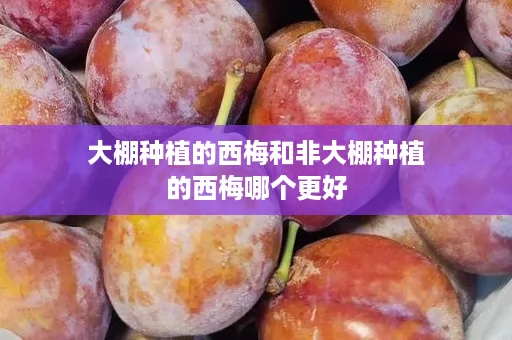 大棚种植的西梅和非大棚种植的西梅哪个更好