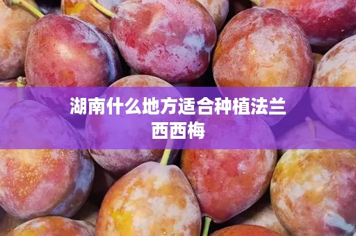 湖南什么地方适合种植法兰西西梅