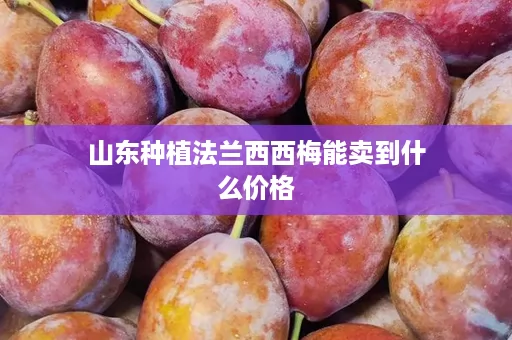 山东种植法兰西西梅能卖到什么价格 山东种植法兰西西梅能卖到什么价格