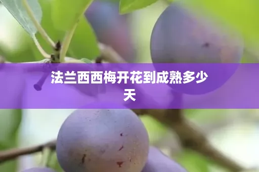 法兰西西梅开花到成熟多少天