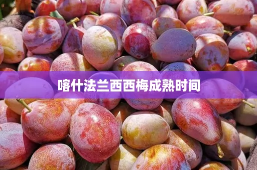 喀什法兰西西梅成熟时间