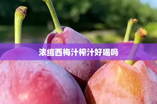 浓缩西梅汁榨汁好喝吗