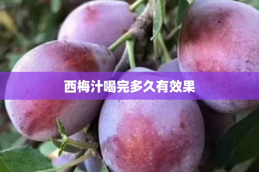 西梅汁喝完多久有效果