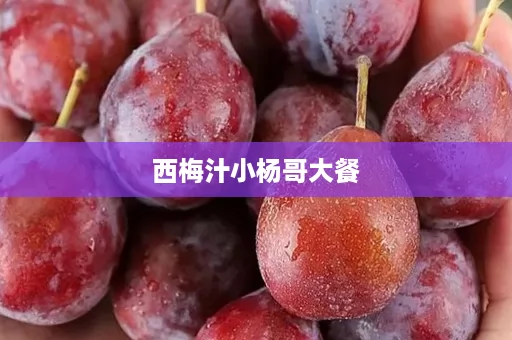 西梅汁小杨哥大餐