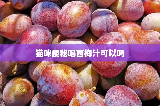 猫咪便秘喝西梅汁可以吗