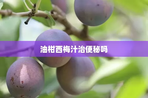 油柑西梅汁治便秘吗
