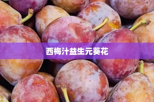 西梅汁益生元葵花