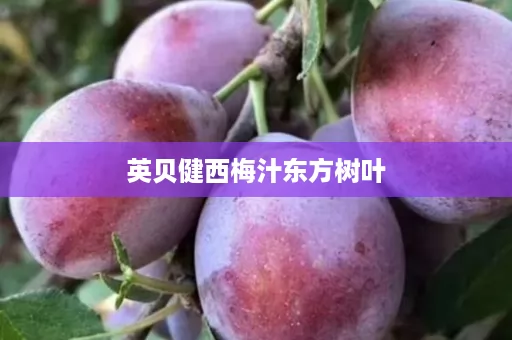 英贝健西梅汁东方树叶