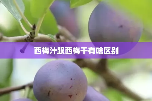 西梅汁跟西梅干有啥区别