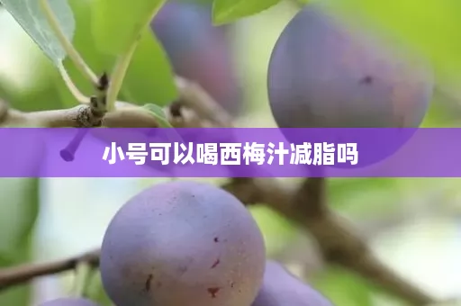 小号可以喝西梅汁减脂吗