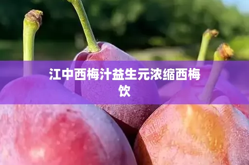 江中西梅汁益生元浓缩西梅饮