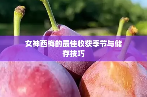 女神西梅的最佳收获季节与储存技巧