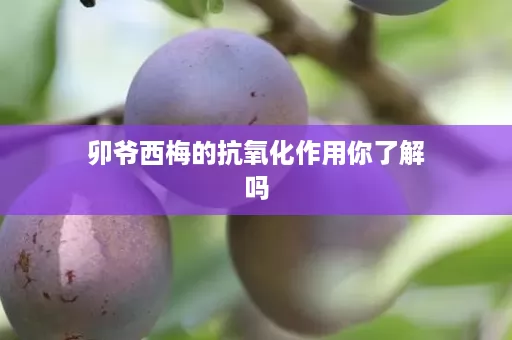 卯爷西梅的抗氧化作用你了解吗
