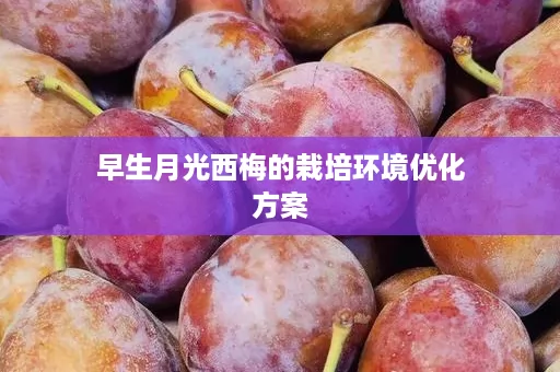 早生月光西梅的栽培环境优化方案