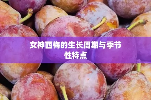 女神西梅的生长周期与季节性特点