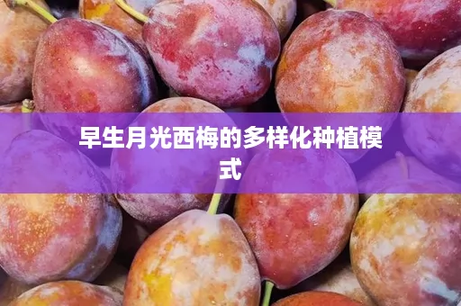 早生月光西梅的多样化种植模式