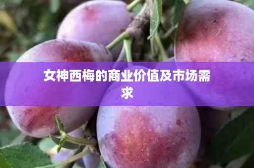 女神西梅的商业价值及市场需求