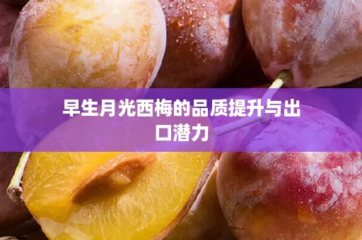 早生月光西梅的品质提升与出口潜力