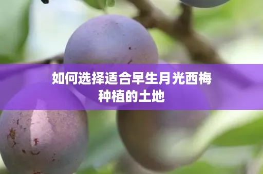 如何选择适合早生月光西梅种植的土地