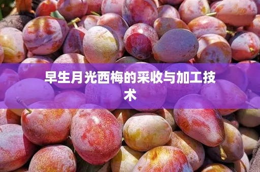 早生月光西梅的采收与加工技术