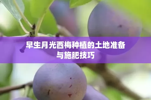 早生月光西梅种植的土地准备与施肥技巧
