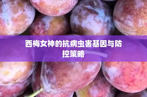 西梅女神的抗病虫害基因与防控策略