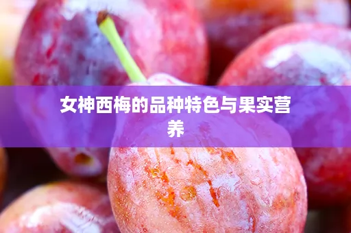 女神西梅的品种特色与果实营养