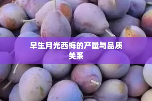 早生月光西梅的产量与品质关系