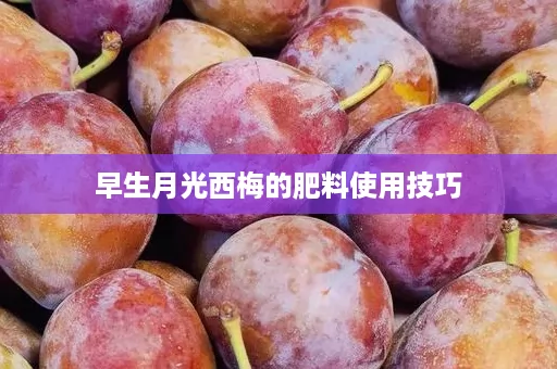 早生月光西梅的肥料使用技巧