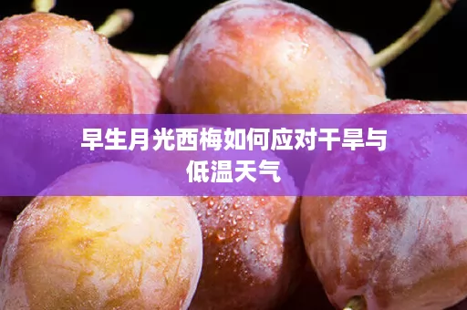 早生月光西梅如何应对干旱与低温天气