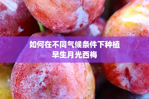 如何在不同气候条件下种植早生月光西梅
