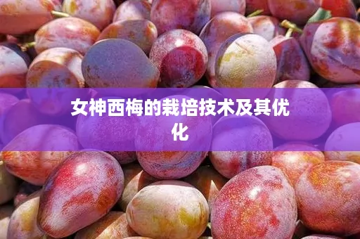女神西梅的栽培技术及其优化
