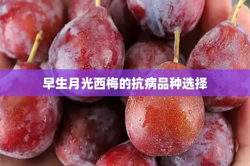 早生月光西梅的抗病品种选择