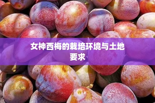 女神西梅的栽培环境与土地要求