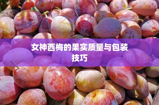 女神西梅的果实质量与包装技巧