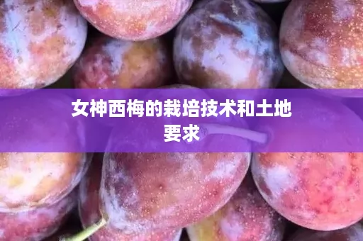 女神西梅的栽培技术和土地要求